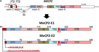 MeCP2: The Genetic Driver of Rett Syndrome Epigenetics